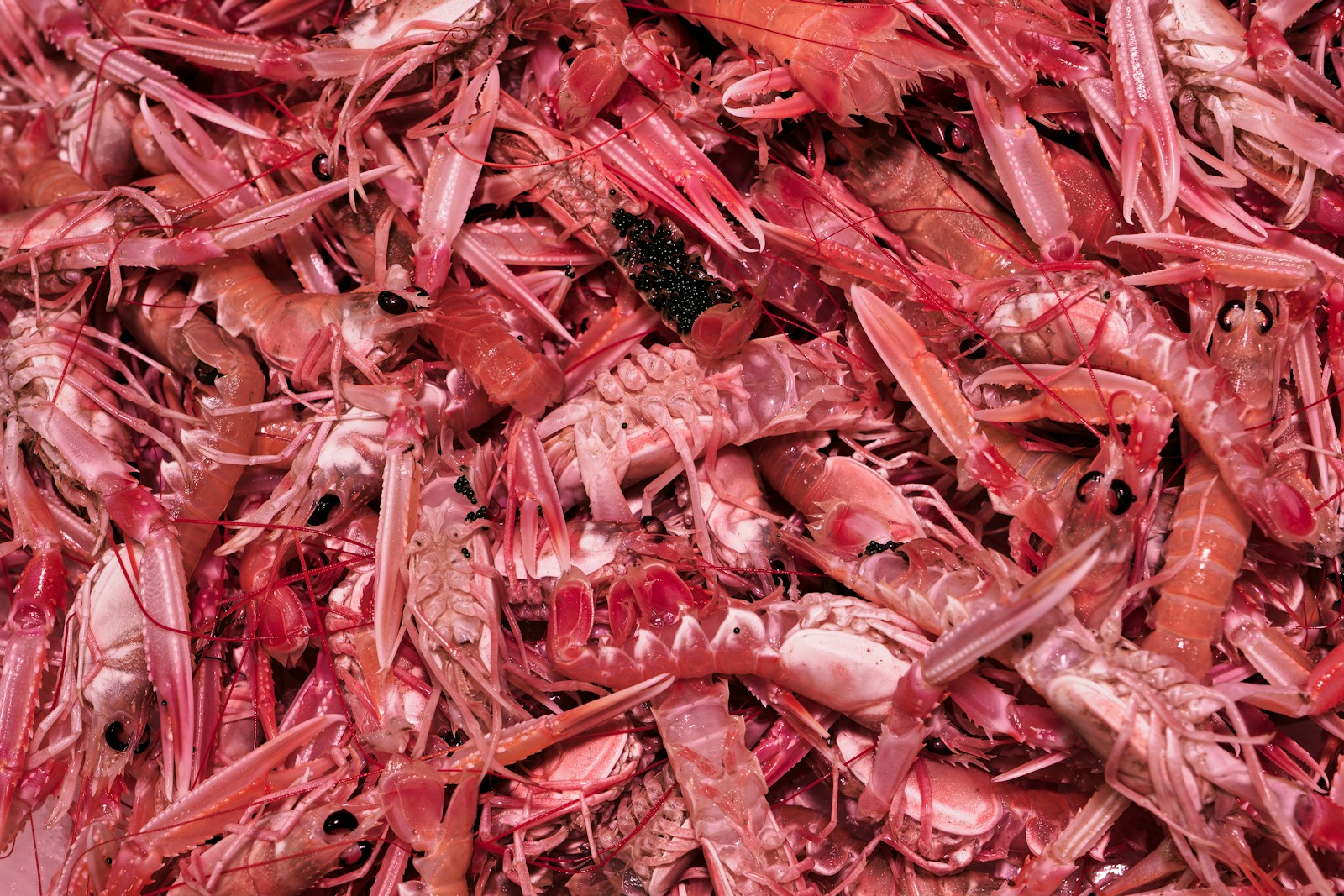 A pile of red shredded meat sitting on top of a table